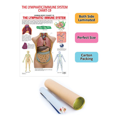 The Lymphatic/Immune System - Chart