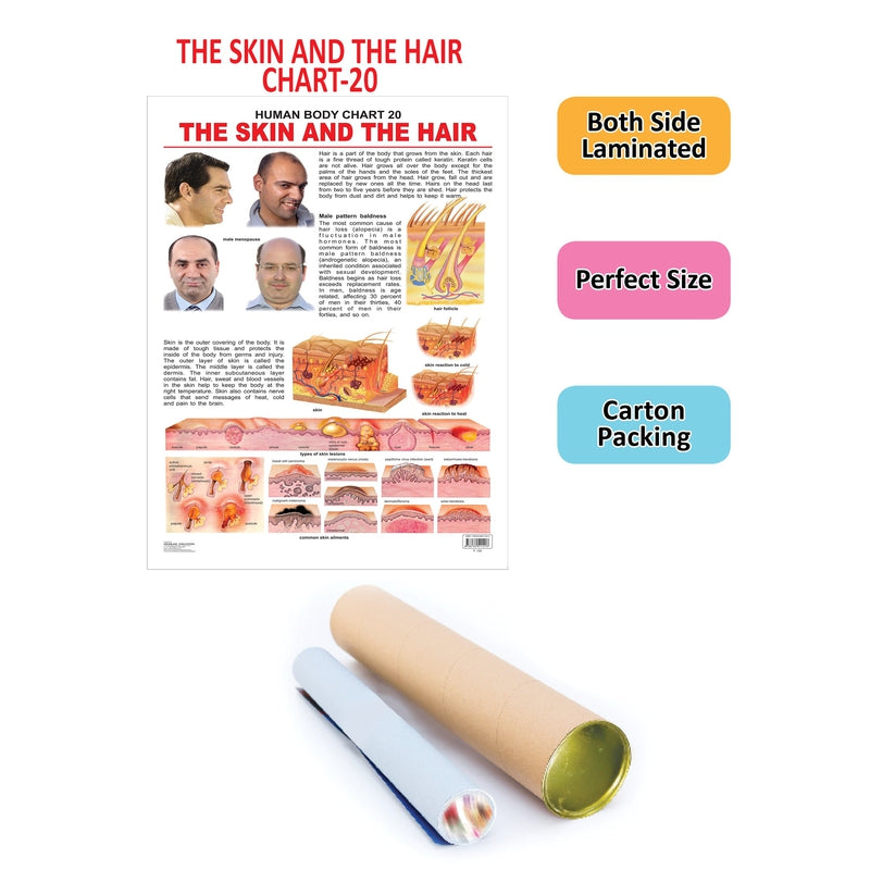 The Hair & the Skin - Chart