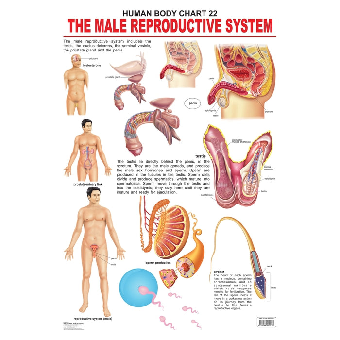 The Male Reproductive System - Chart