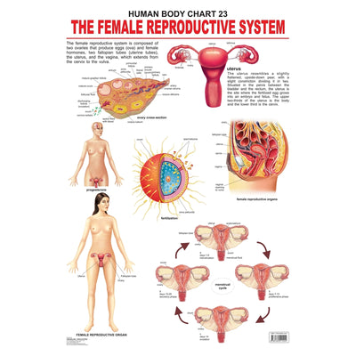The Female Reproductive System - Chart