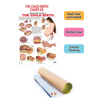 The Child Birth - Chart