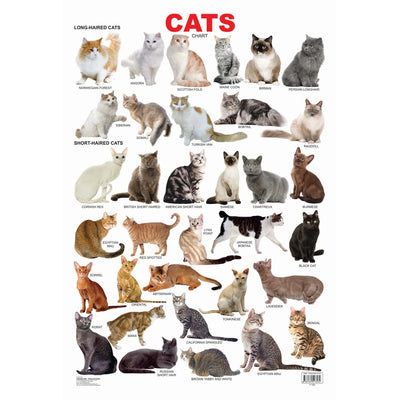 Cat Educational Wall Chart