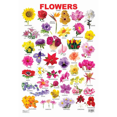 Flower - Chart