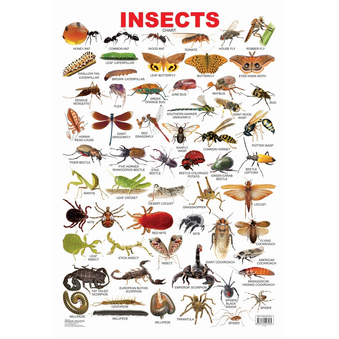 Insect - Chart