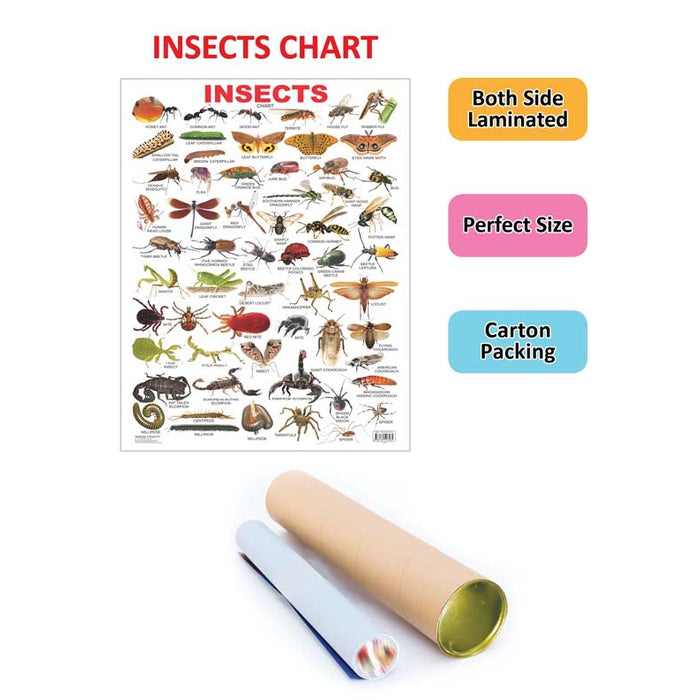 Buy Insect Chart (3-10 Years) on Snooplay India