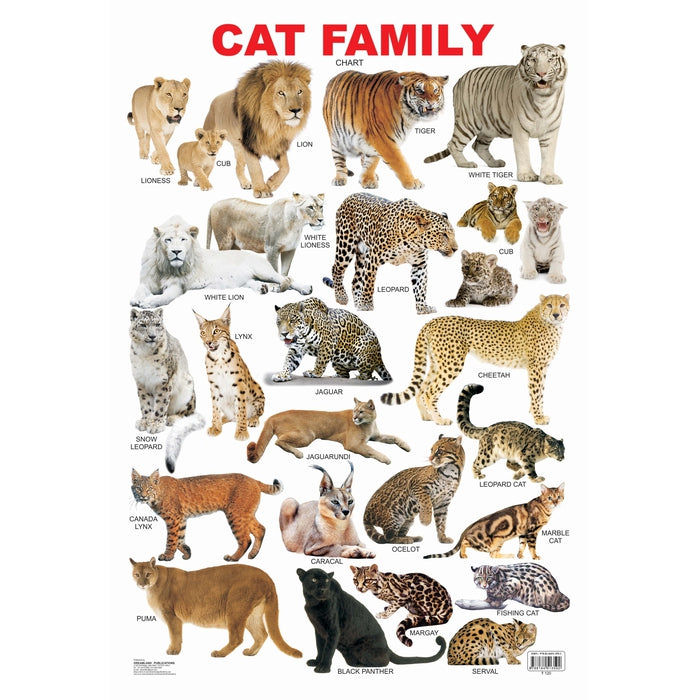 Cat Family Educational Wall Chart