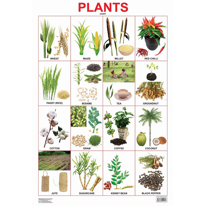 Plants Chart