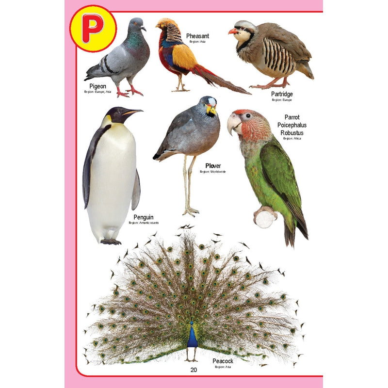 My Jumbo Birds Pictionary