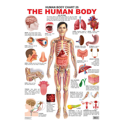 The Human Body Chart