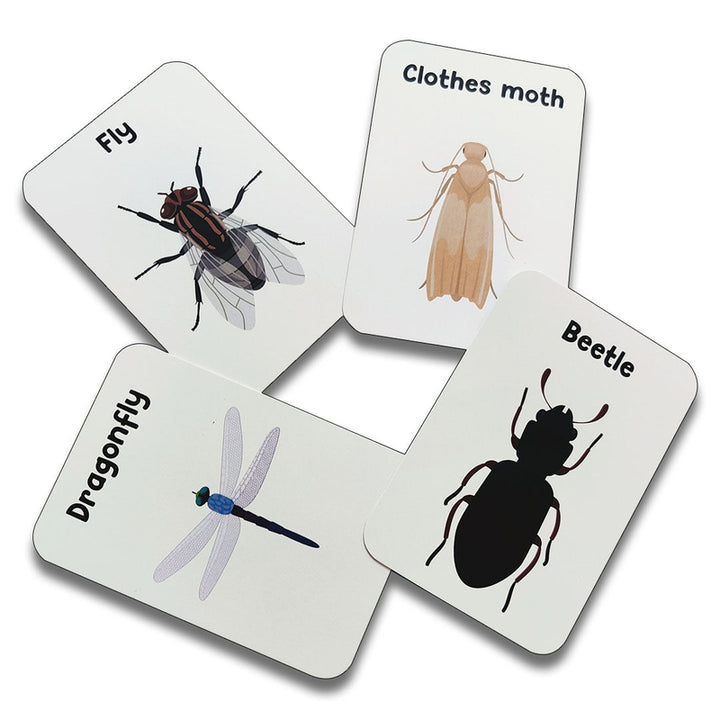 Insects & other Small Animals Flashcards