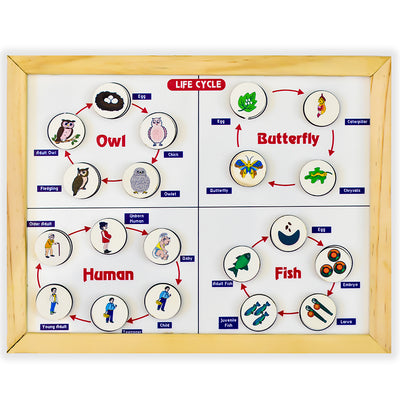 Life cycle Educational Magnetic Board Game- Covering 7 Life Cycles
