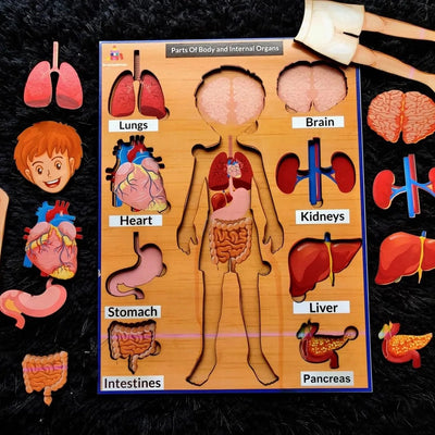 Internal Organs of Body Educational Board