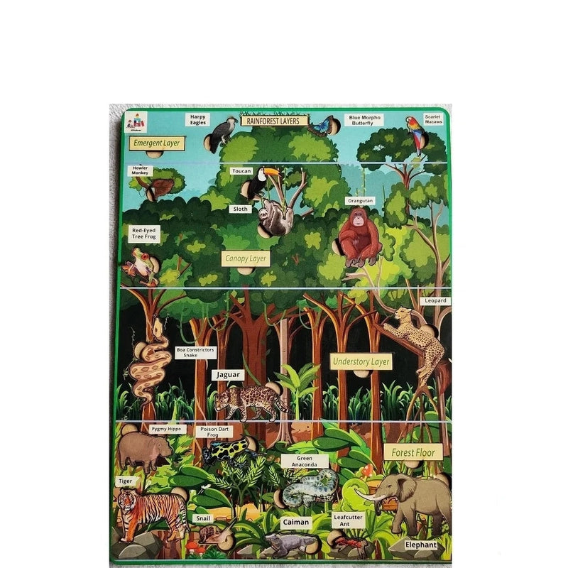 Rainforest Layers For Kids Rainforest Facts For Kids The Ultimate Rainforest layers for kids rainforest facts for kids the ultimate