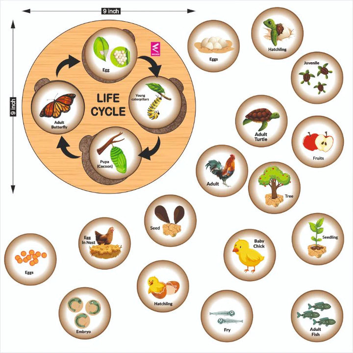 Wooden Life Cycle Sorting Board Montessori Toy