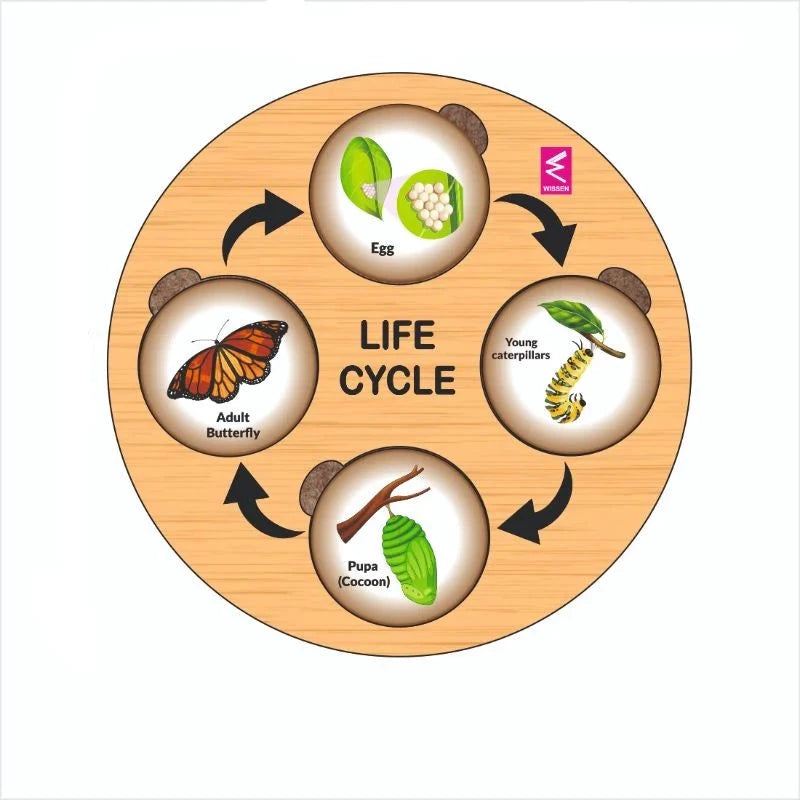 Wooden Life Cycle Sorting Board Montessori Toy