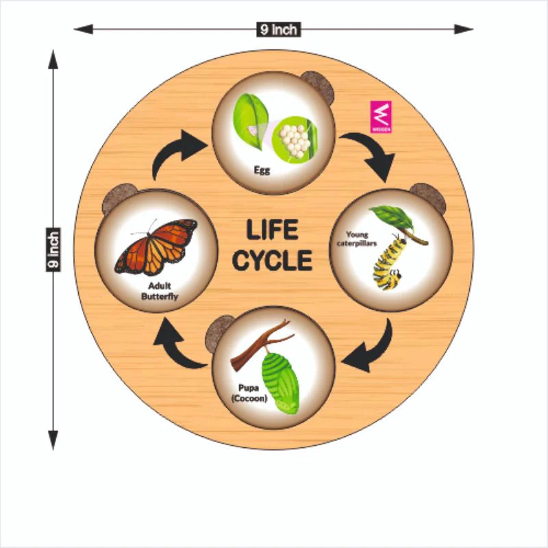 Wooden Life Cycle Sorting Board Montessori Toy