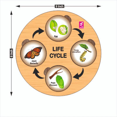 Wooden Life Cycle Sorting Board Montessori Toy