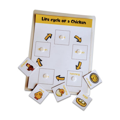 4 Lifecycle Activity (Bee, butterfly, frog and Chicken)