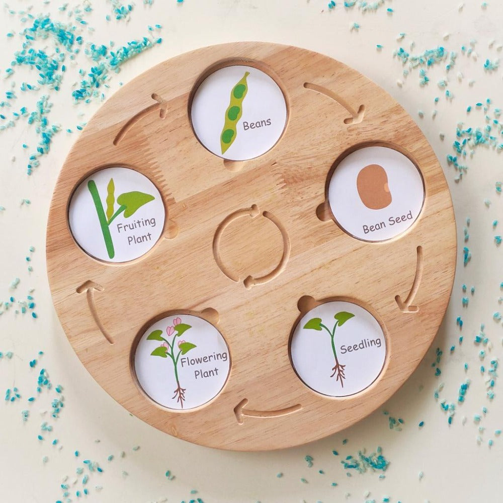 Wooden Life Cycle Board, Nature and Science Learning Aid