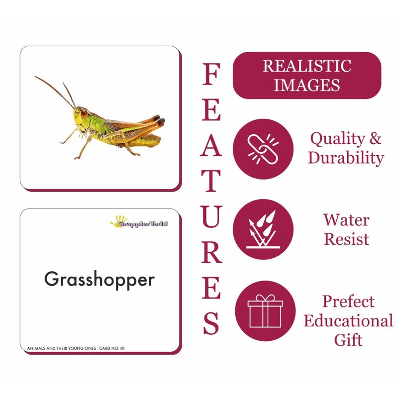 Insects Flash Cards