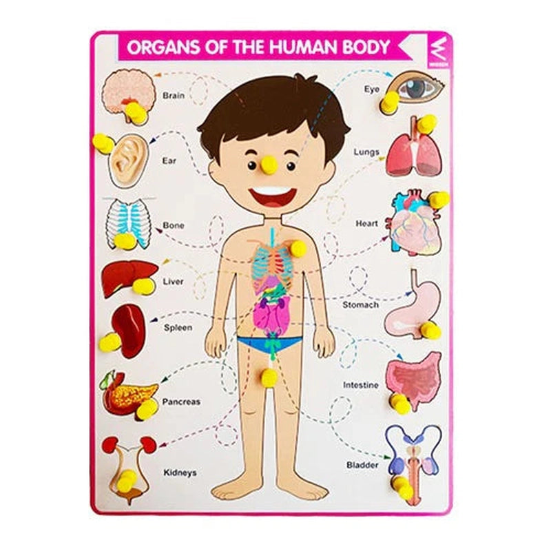 Parts of Body with Internal Organ Peg Board Puzzle