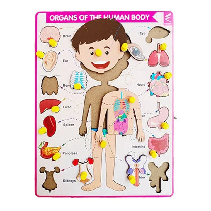 Parts of Body with Internal Organ Peg Board Puzzle