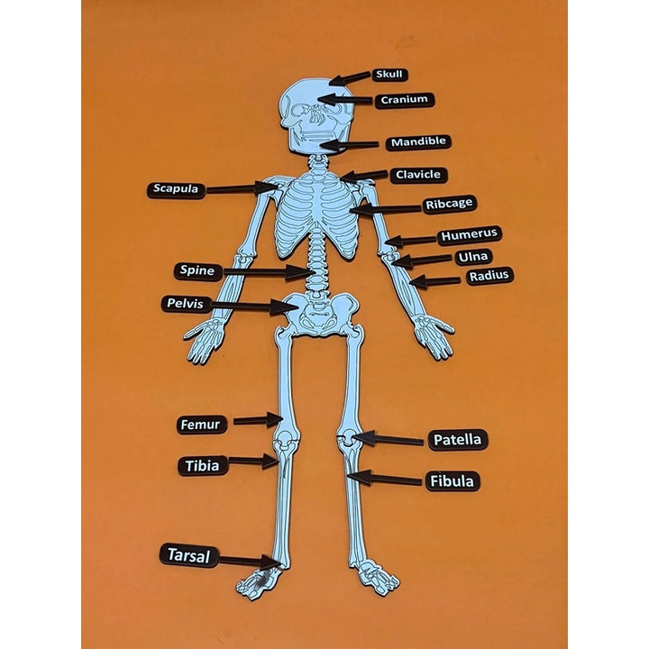 DIY Skeletal System